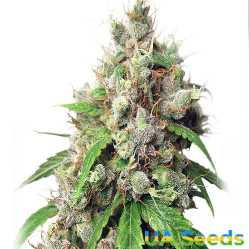 Auto Euphoria Feminised