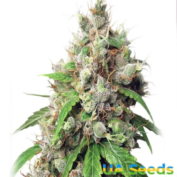 Семена конопли Auto Euphoria Feminised