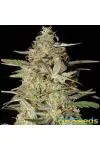 Auto Hindu Kush