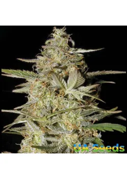 Auto Hindu Kush