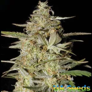 Auto Hindu Kush