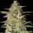 Auto Hindu Kush