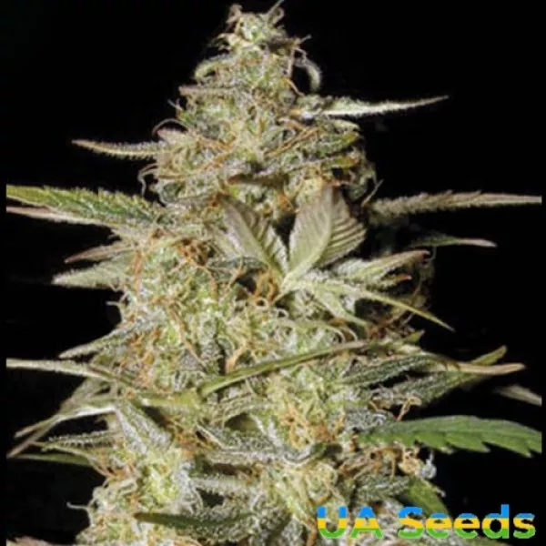 Семена конопли Auto Hindu Kush