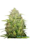 Auto Lemon Skunk