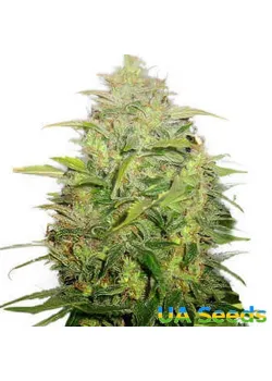 Auto Lemon Skunk