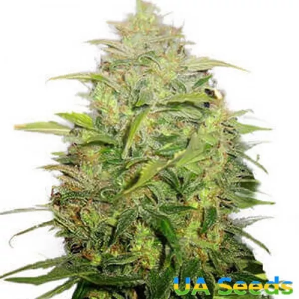 Семена конопли Auto Lemon Skunk