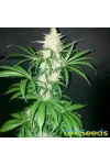 Auto Northern Light Auto Northern Light