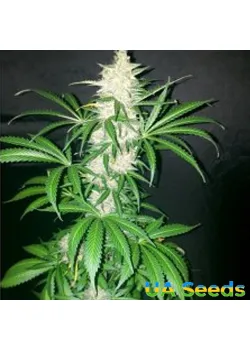 Auto Northern Light
