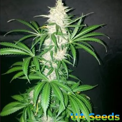 Семена конопли Auto Northern Light