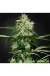 Auto Northern Light Feminised