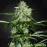 Auto Northern Light Feminised