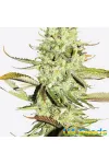 Auto Opium Feminised