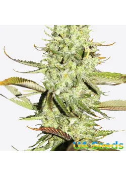 Auto Opium Feminised