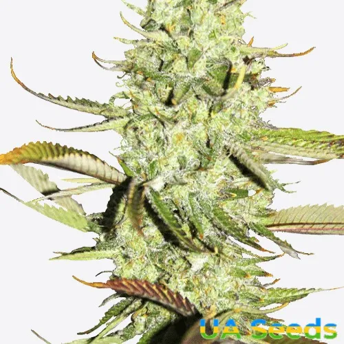 Auto Opium Feminised