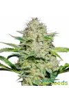 Auto Skunk Auto Skunk