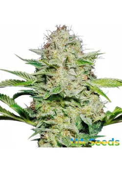 Auto Skunk