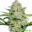 Auto Skunk