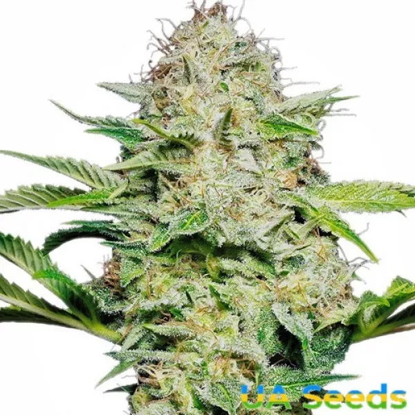 Семена конопли Auto Skunk