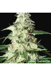 Auto Skunk Feminised