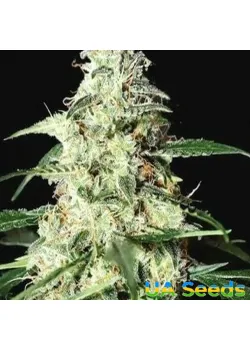 Auto Skunk Feminised