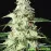 Auto Skunk Feminised