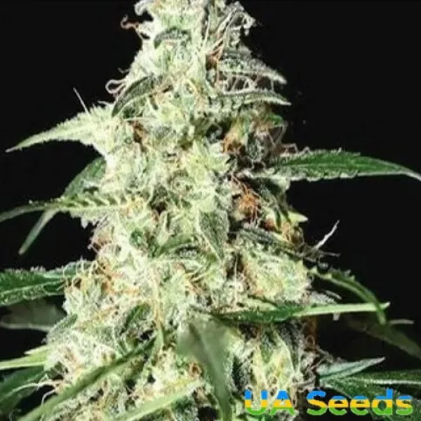 Насіння конопель Auto Skunk Feminised