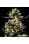 Auto Somango Feminised
