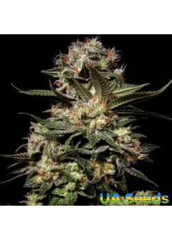 Auto Somango Feminised
