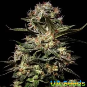 Auto Somango Feminised