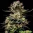 Auto Somango Feminised