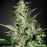 Auto Super Critical Feminised