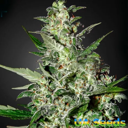 Семена конопли Auto Super Critical Feminised