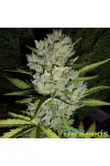 Auto Super Skunk Feminised