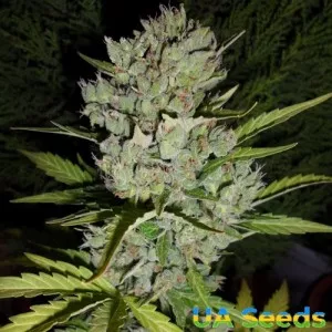Auto Super Skunk Feminised
