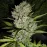 Auto Super Skunk Feminised