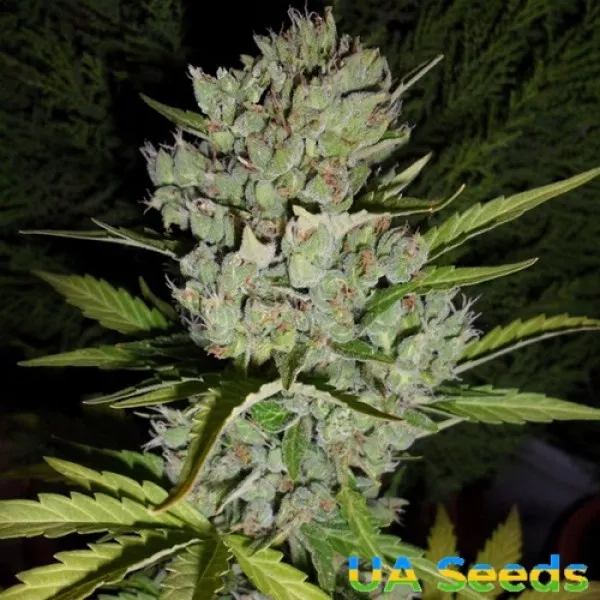 Семена конопли Auto Super Skunk Feminised