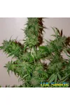 Auto White Russian Feminised