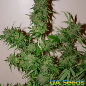 Auto White Russian Feminised Auto White Russian Feminised