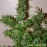 Auto White Russian Feminised