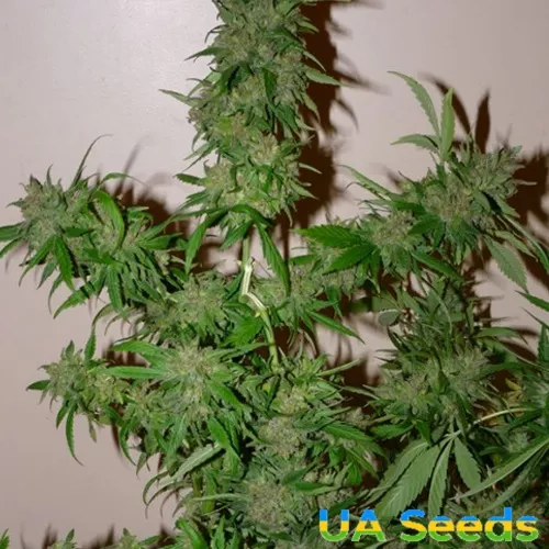 Семена конопли Auto White Russian Feminised