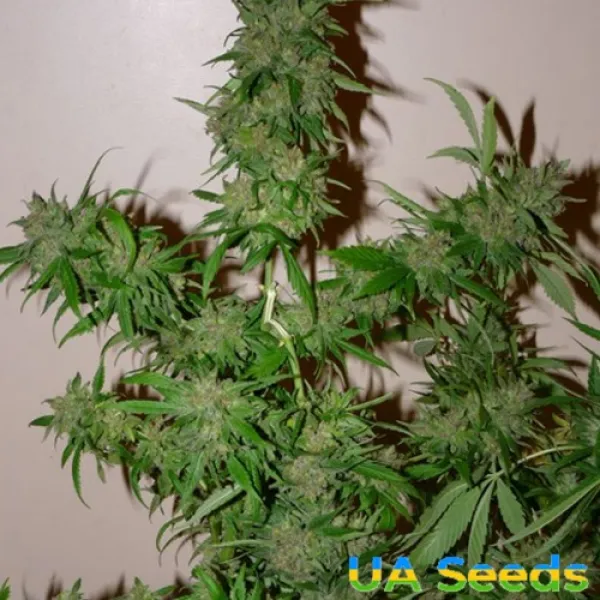 Семена конопли Auto White Russian Feminised Семена конопли Auto White Russian Feminised