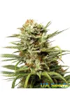 Auto White Widow