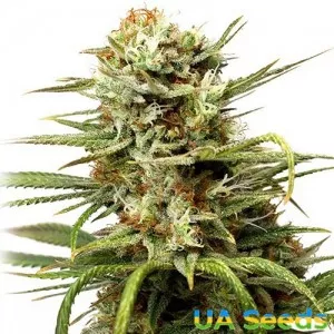 Auto White Widow