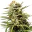 Auto White Widow