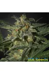 Auto White Widow Feminised