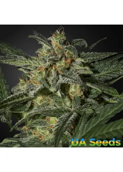 Auto White Widow Feminised