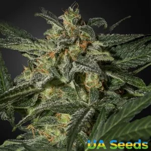 Auto White Widow Feminised