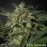 Auto White Widow Feminised