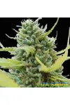 Colombian Gold Feminised