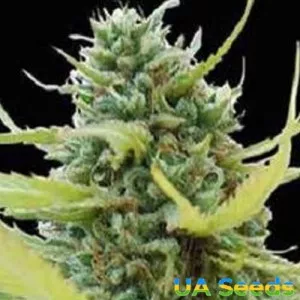 Colombian Gold Feminised